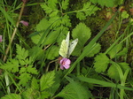 SX18210 Small white butterfly (Pieris rapae) on flower.jpg